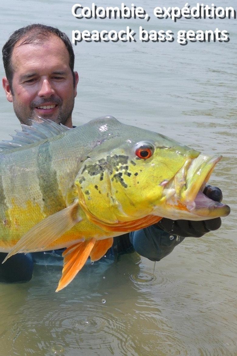 Colombie, expédition peacock bass geants