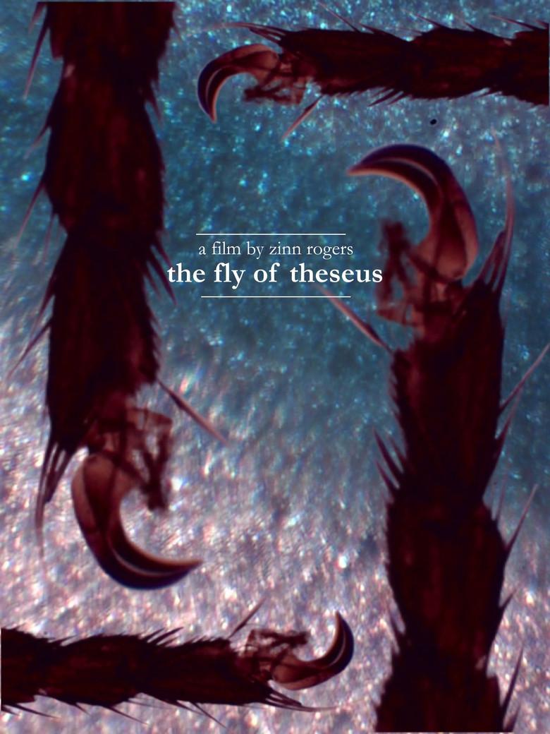 The Fly of Theseus