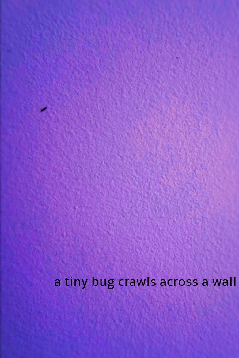 a tiny bug crawls across a wall