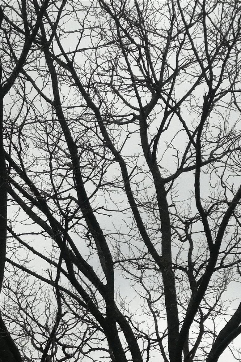 Tree Limbs