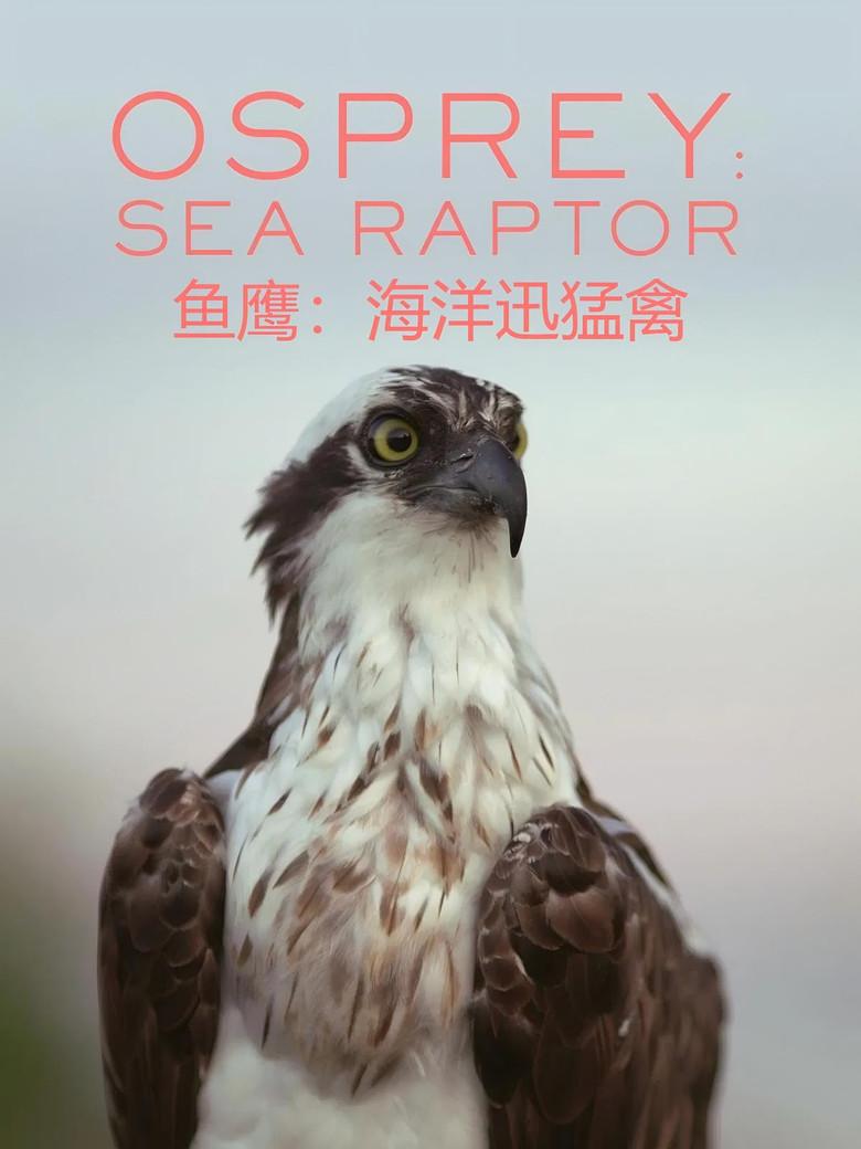 鱼鹰:海洋迅猛禽